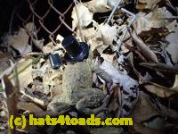 /home//u458753944/public_html/sourcegallery//Roxborough Toad Detour/2013-2019/2016/2016-03-31/P3310558.JPG